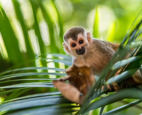 Affe in Panama